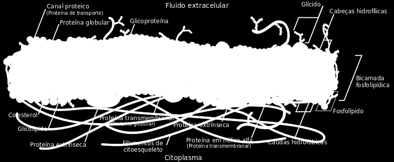 Modelo do Mosaico