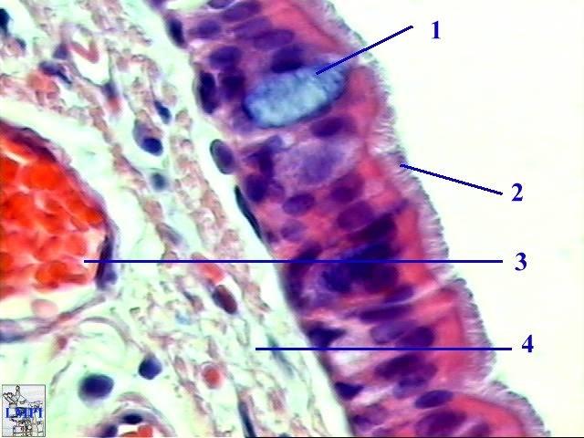 Secreção Célula caliciformes muco (protege e lubrifica) Criptas de Lieberkühn (int delgado) Tubular