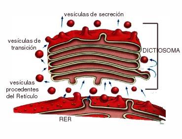 Secreção Complexo de Golgi: é um amontoado de sacos achatados e delimitados por membranas. Recebe frequentemente vesículas provenientes do RER.
