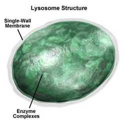 Secreção e Digestão Lisossomos: são pequenas organelas do citoplasma, constituídos por bolsas membranosas envolvendo várias enzimas celular que