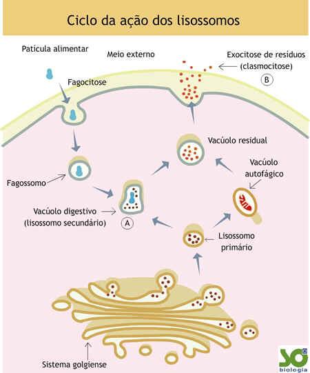 Secreção e Digestão - lisossomos Heterofagia Pinocitose; Fagocitose.