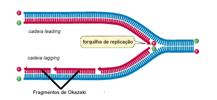 Figura 02 Representação de uma forquilha de replicação em uma das extremidades do DNA aberto. Fonte: http://www.biomol.org/replicacao/sentido.