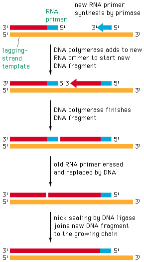 Novo iniciador produzido pela DNA primase DNA polimerase estende o RNA começando um novo fragmento de Okasaki Finalização do novo fragmento O RNA anterior é removido e substituído por DNA Ligação dos