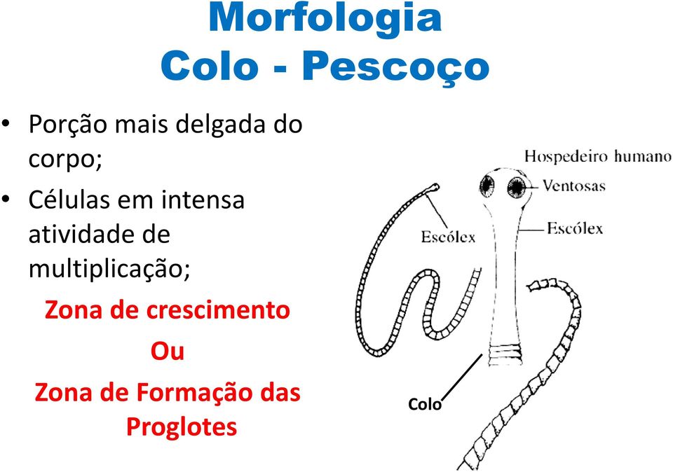 atividade de multiplicação; Zona de