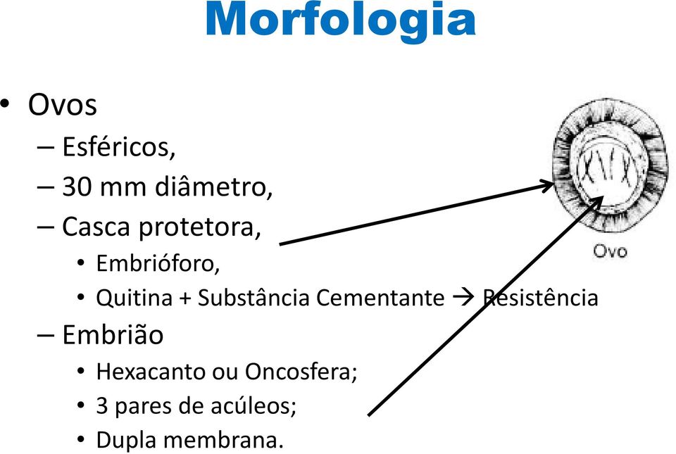 Substância Cementante Resistência Embrião