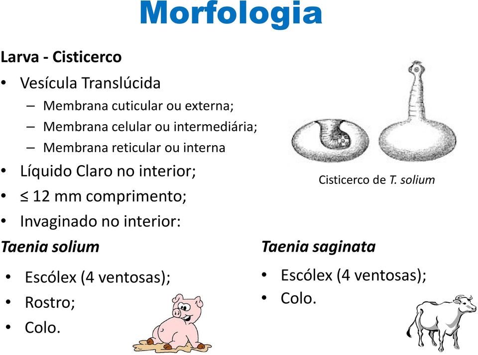 interior; 12 mm comprimento; Invaginado no interior: Taenia solium Escólex(4