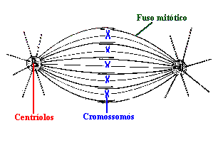 MITOSE Metáfase Cromatina com máximo grau de condensação