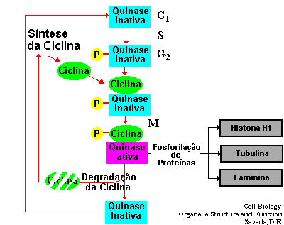 Resumindo o controle do ciclo celular Síntese de ciclinas Associação com CDK Ativação da CDK