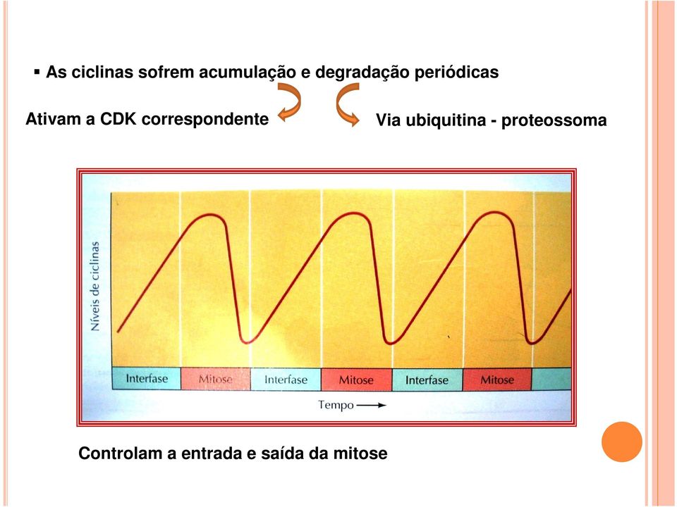 correspondente Via ubiquitina -