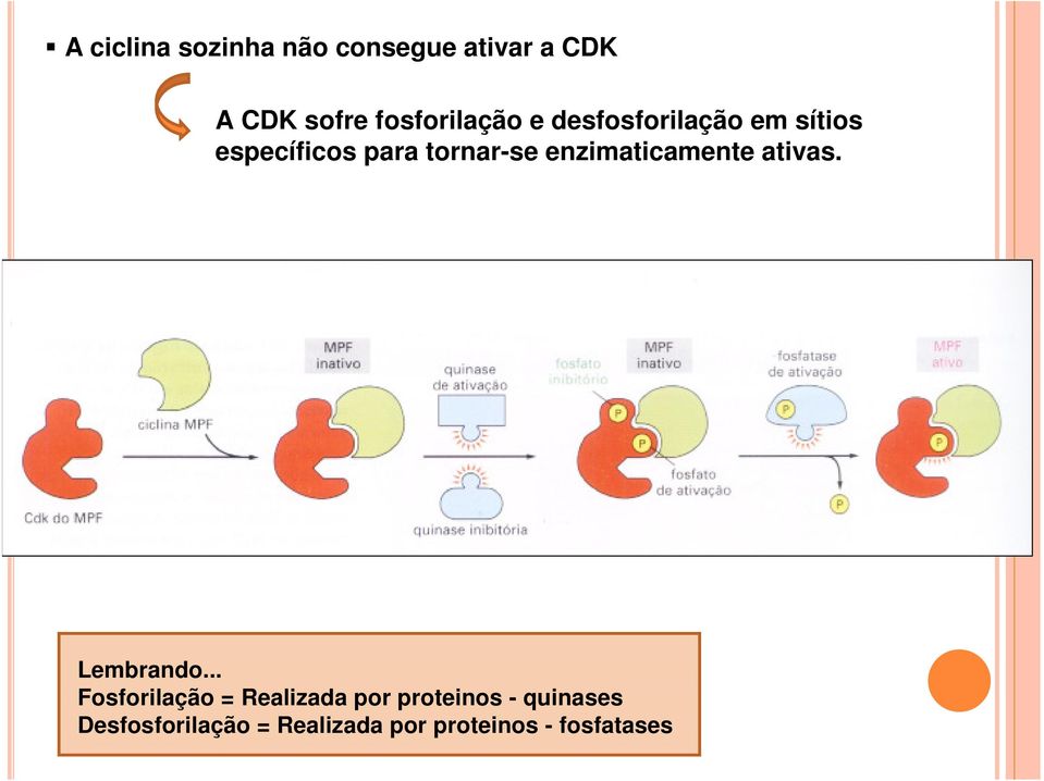 tornar-se enzimaticamente ativas. Lembrando.