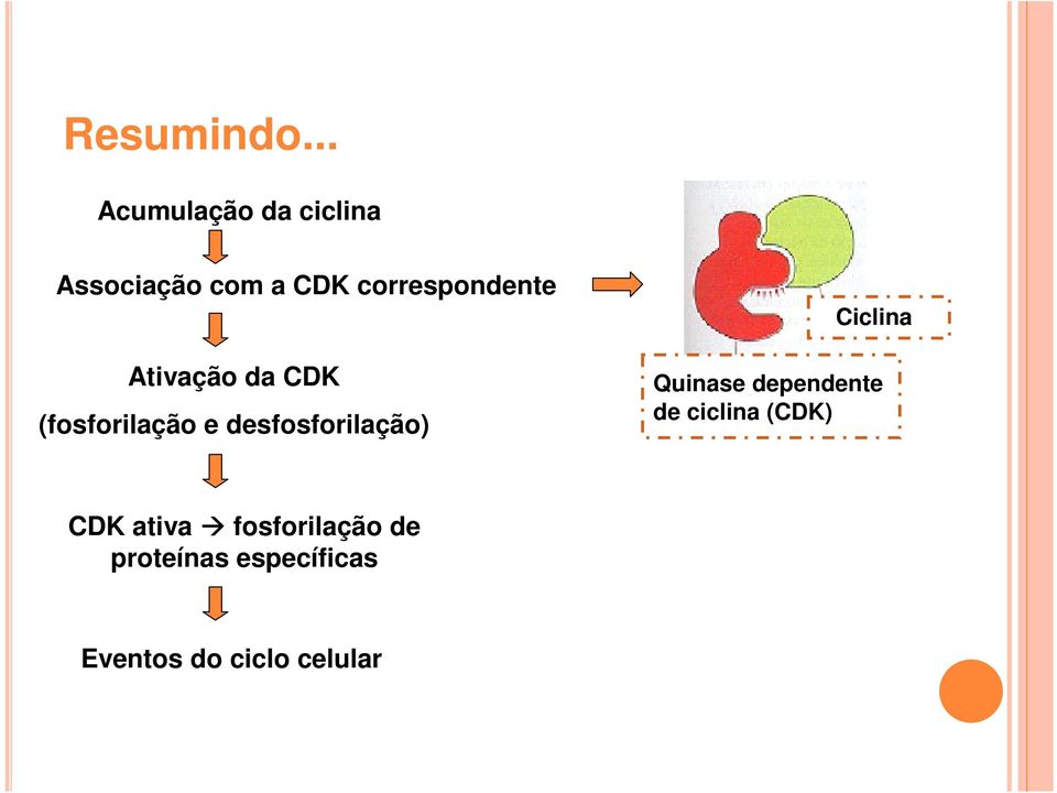 correspondente Ativação da CDK (fosforilação e