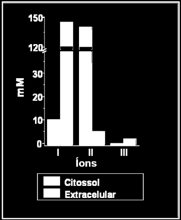 mantida a homeostasia do organismo. O gráfico e a tabela abaixo mostram a concentração e algumas atividades biológicas de três íons em seres humanos.