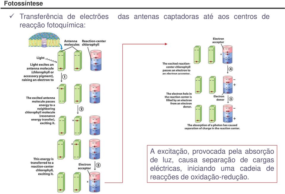 provocada pela absorção de luz, causa separação de