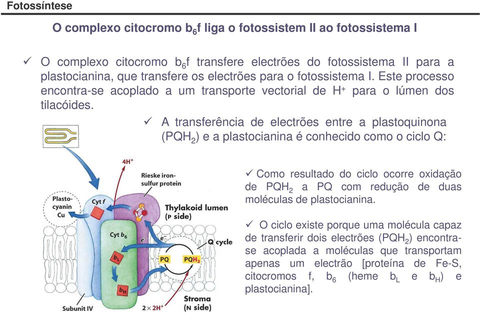 A transferência de electrões entre a plastoquinona (PQH 2 ) e a plastocianina é conhecido como o ciclo Q: Como resultado do ciclo ocorre oxidação de PQH 2 a PQ com redução de duas