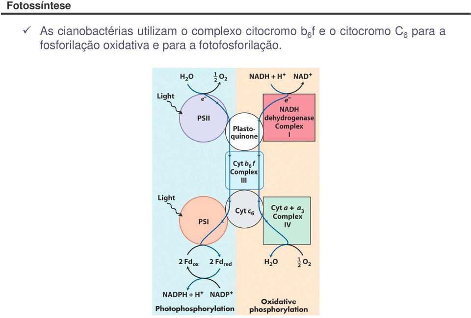 para a fosforilação oxidativa e para a