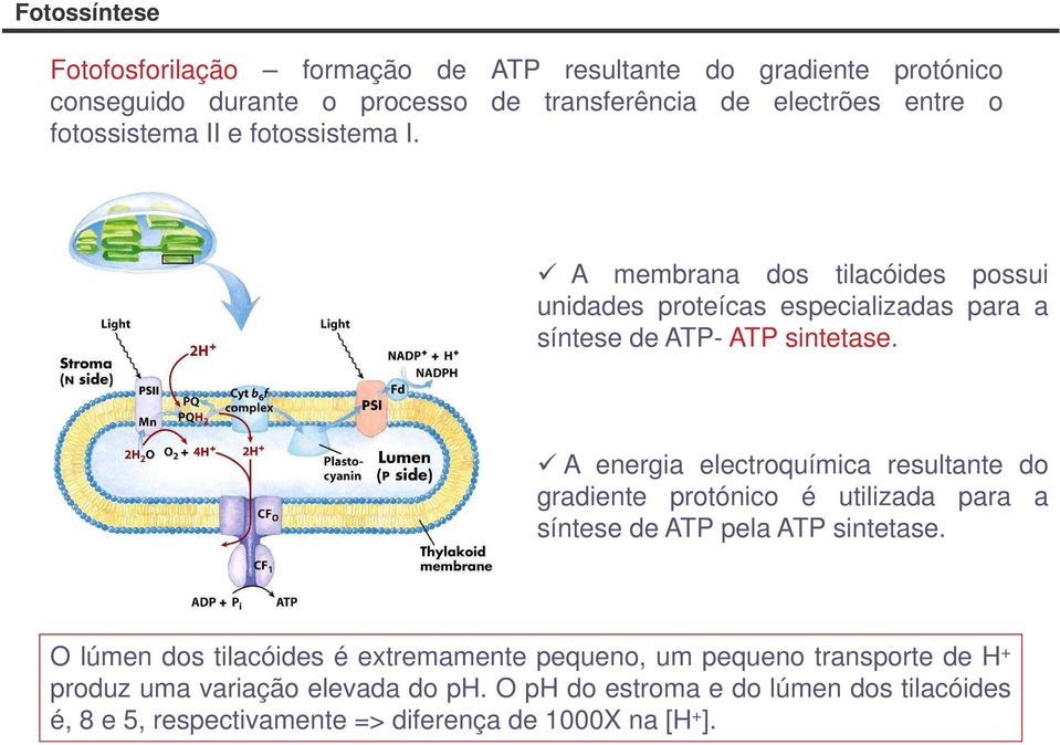 A energia electroquímica resultante do gradiente protónico é utilizada para a síntese de ATP pela ATP sintetase.
