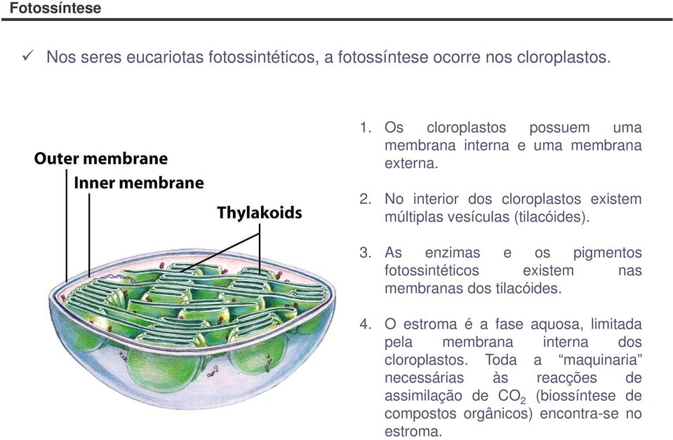 No interior dos cloroplastos existem múltiplas vesículas (tilacóides). 3.