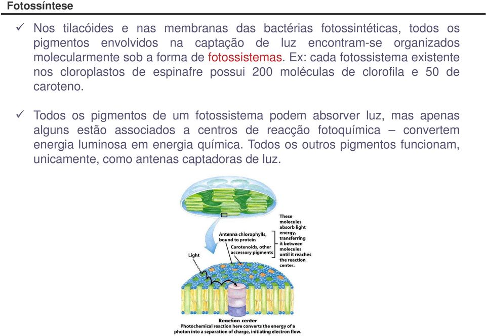 Ex: cada fotossistema existente nos cloroplastos de espinafre possui 200 moléculas de clorofila e 50 de caroteno.