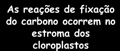 As reações da fotossíntese ocorrem nas membranas internas dos cloroplastos