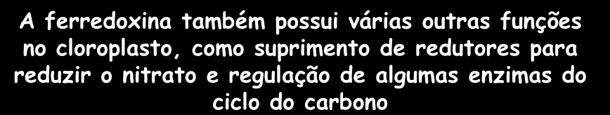 MECANISMOS DE TRANSPORTE DE ELÉTRONS A ferredoxina também possui várias outras funções no cloroplasto,