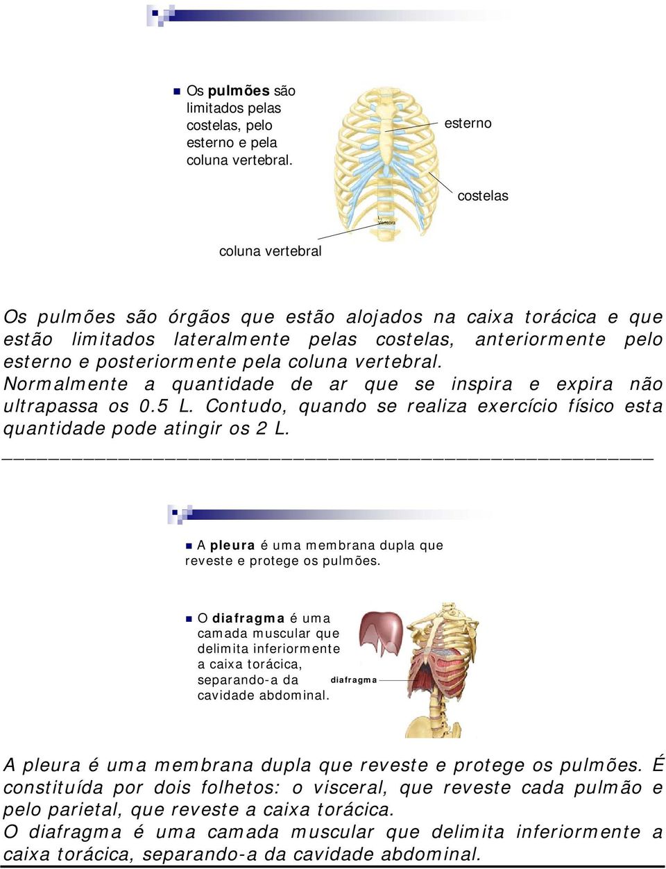 vertebral. Normalmente a quantidade de ar que se inspira e expira não ultrapassa os 0.5 L. Contudo, quando se realiza exercício físico esta quantidade pode atingir os 2 L.