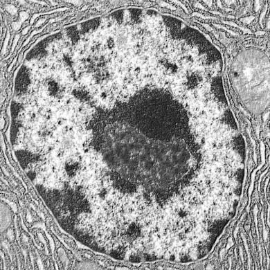 Ribossomo: Estruturas celulares sem membrana Subunidade