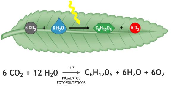 É a síntese de carboidratos a partir de água (H 2 O) e dióxido de carbono (CO 2 ) utilizando como