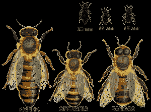 1. Sistema haploide / diploide Nas abelhas a determinação do sexo depende do padrão cromossomial haploide ou diploide: Óvulos fecundados por