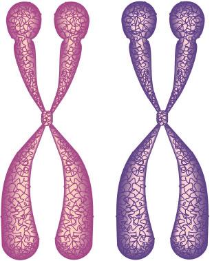 Cromossomos homólogos Cromátides-irmãs