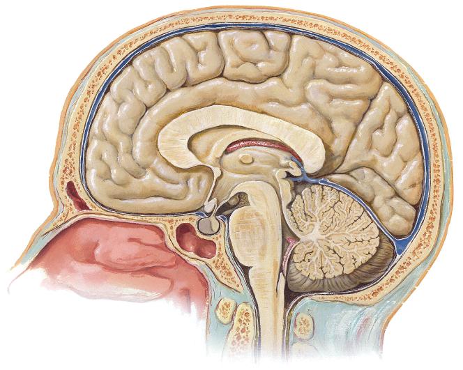 PALEOPÁLIO - NÍVEL LÍMBICO (cérebro intermediário) Mensagens sensoriais antes de atingir o córtex