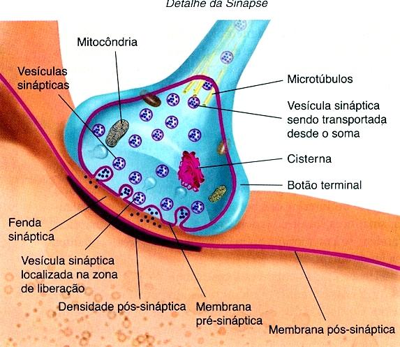 MECANISMO DE LIBERAÇÃO DO NEUROTRANSMISSOR