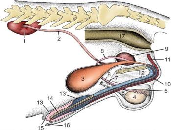 Anatomia Comparada do Sistema Reprodutor Masculino nos Animais Domésticos (Equinos, Bovinos, Suínos, Ovinos e Caninos) - Órgãos urinários - Órgãos genitais Aparelho urogenital Rosane Maria Guimarães