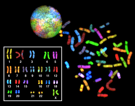 Pesquisa genética e sociedade A conclusão do Projeto Genoma Humano é mais um passo importante para se identificar o funcionamento de cada gene, de cada proteína.