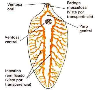 2. Classe Trematoda Endoparasitas.