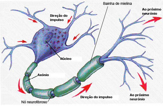 Apostila de Biologia 10 Sistema Nervoso Matheus Borges 1.0 Tecido Nervoso Principal tecido do sistema nervoso. Tipos celulares: Neurônios condução de impulsos nervosos.