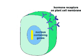 (b) Formation of the hormone-receptor complex causes the guanosine diphosphate (GDP) on G protein to be replaced with