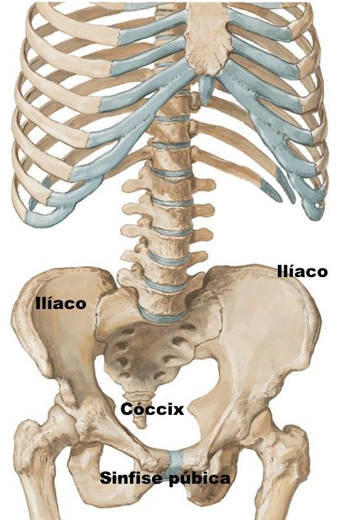 BACIA (Pélvis ou cintura pélvica) Fraturas da