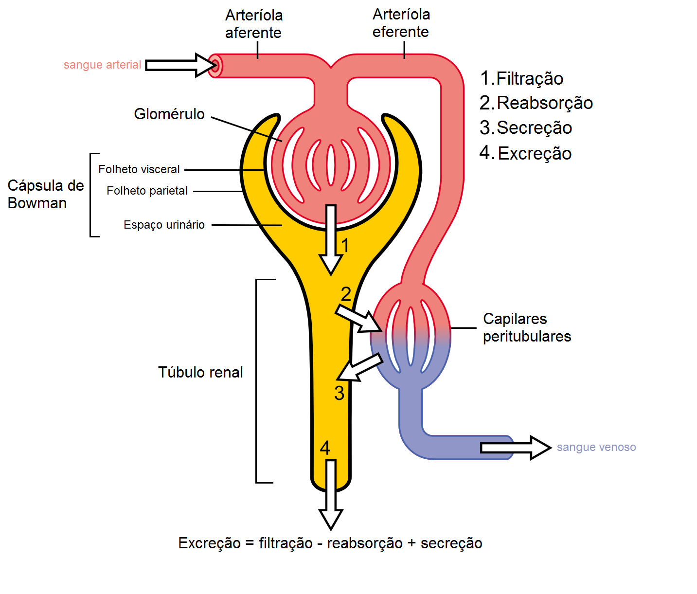 FISIOLOGIA URINÁRIA TEMOS QUATRO MECANISMOS DE CONTROLE DA TAXA DE FILTRAÇÃO GLOMERULAR.