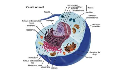 Teoria da Endossimbiose Teoria formulada por Lynn Margulis da Universidade de Massachusetts em 1981; e cloroplastos são organelas supostamente derivadas de bactérias primitivas Que foram englobadas