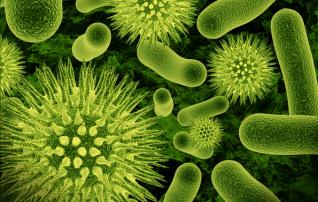 Módulo Infeção Lista de microrganismos (Género e Espécie) Sinalética do microrganismo Precauções Adicionais