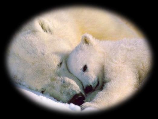 Priscila O Urso- polar tem o nome científico de Ursus Maritimus, o seu habitat natural é o Círculo Polar Ártico.