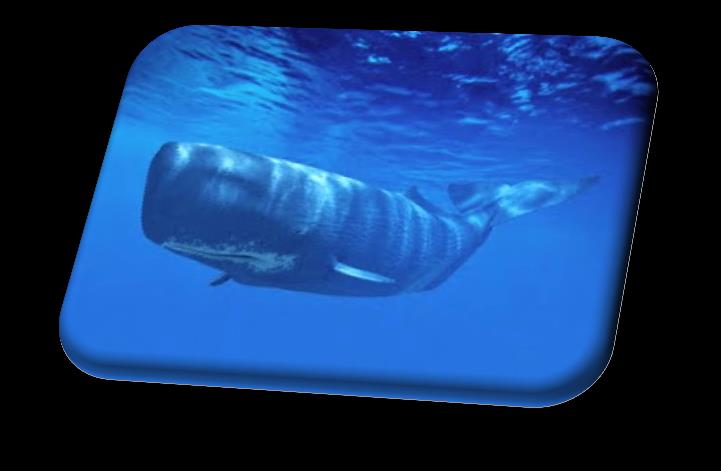 A Baleia-cachalote tem o nome científico de Baleia cacharréu, ela vive na água dos arquipélagos, tem 18 metros e pode pesar de 100 à 120 toneladas. Alimenta-se de predadores.