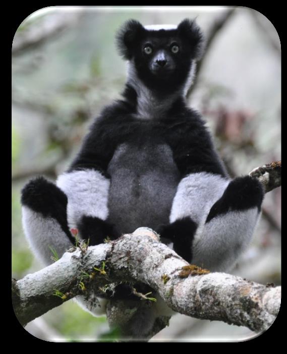 O Lêmure é encontrado na ilha de Madagascar