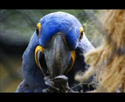 A arara-azul-grande tem o nome científico de Anodorhynchus Hyacinthinus, vive no Brasil e é encontrada na Floresta Amazônica, mede 98 cm e pesa 1 kg e 500 gramas,