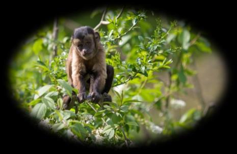 O Macaco-prego também conhecido pelo nome científico Cebus Apella, chega a pesar cerca de 3,5 kg e atinge o tamanho de 60 cm.