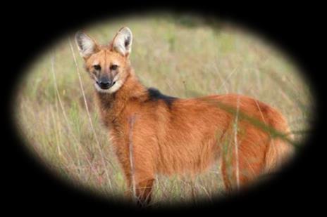 O Lobo-guará com nome científico de Chrysocyon Brachyurus, habita as pradarias e matagais da
