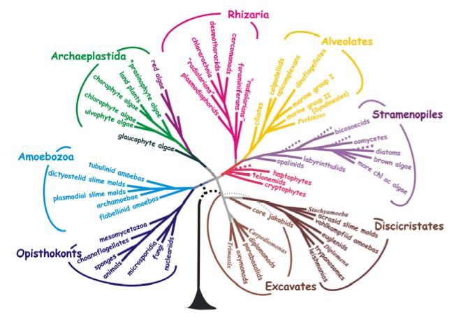 Representação esquemática de filogenia de consenso dos eucariotos, baseada na árvore proposta por Sandra Bauldauf (2008) Na overview of the phylogeny and diversity of eukaryotes.