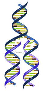 duplicação do DNA ou formação das cromátides