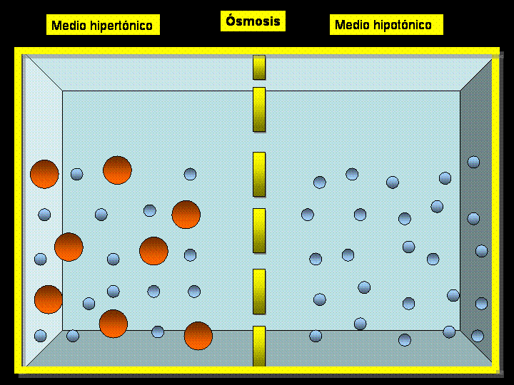 Osmose Transporte de moléculas de água através