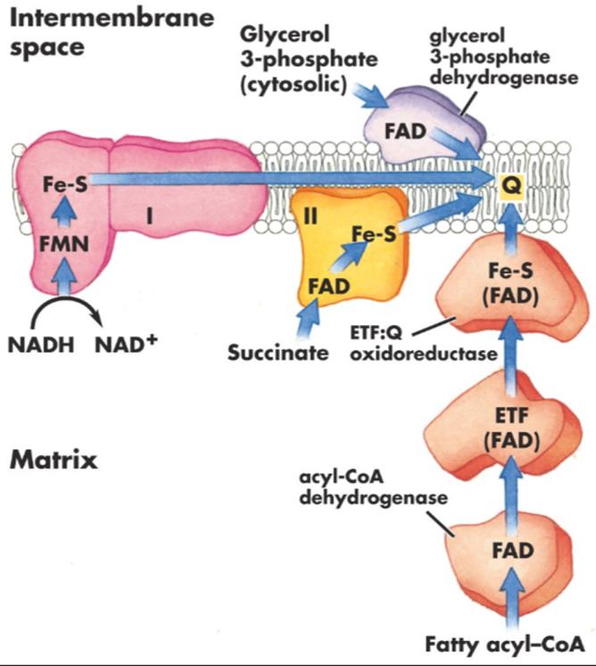 Transportadores de elétrons Como entra o FAD₂ dos ácidos graxos na matriz da mitocôndria?